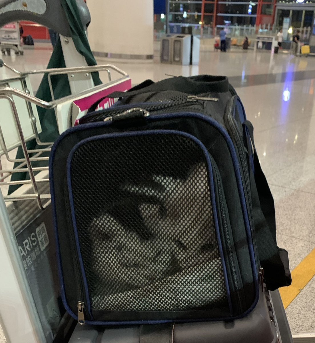 ICVS Animal Hospital tweet media