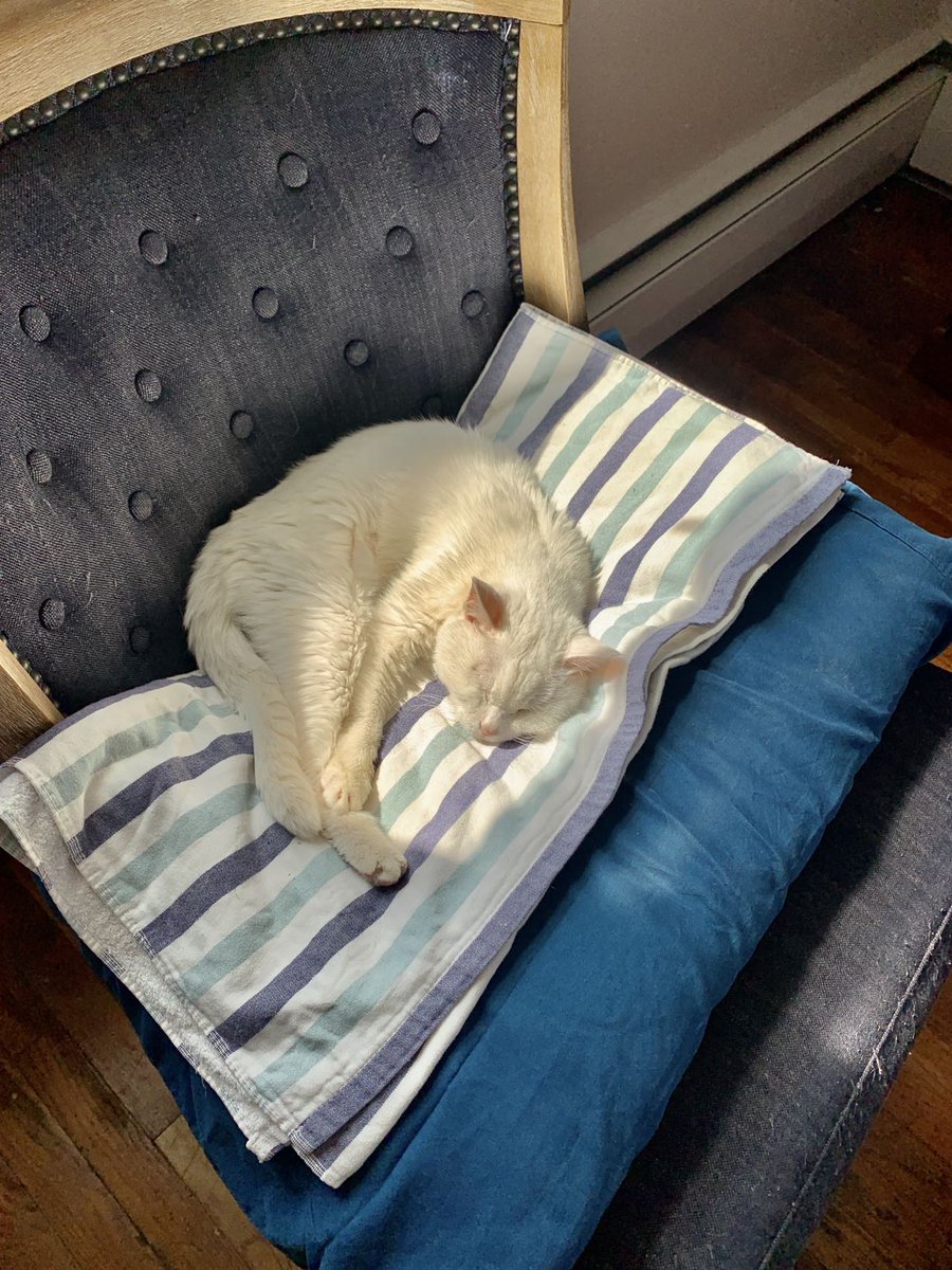 ICVS Animal Hospital tweet media