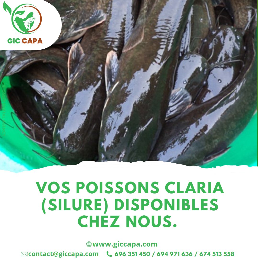 GicCapa's tweet photo. 🐟🐠 Vos poissons claria (silure) disponibles chez nous.🐠🐟
✅ Le GIC CAPA, votre fournisseur de claria en gros et en détail à 2500 FCFA le kg.
📲 Commandez et faites-vous livrer : 696 351 450 / 694 971 636 / 674 51 35 58 📲
#poisson #silure #claria #ayos #yaoundé #giccapa https://t.co/yFMZ84JK1V