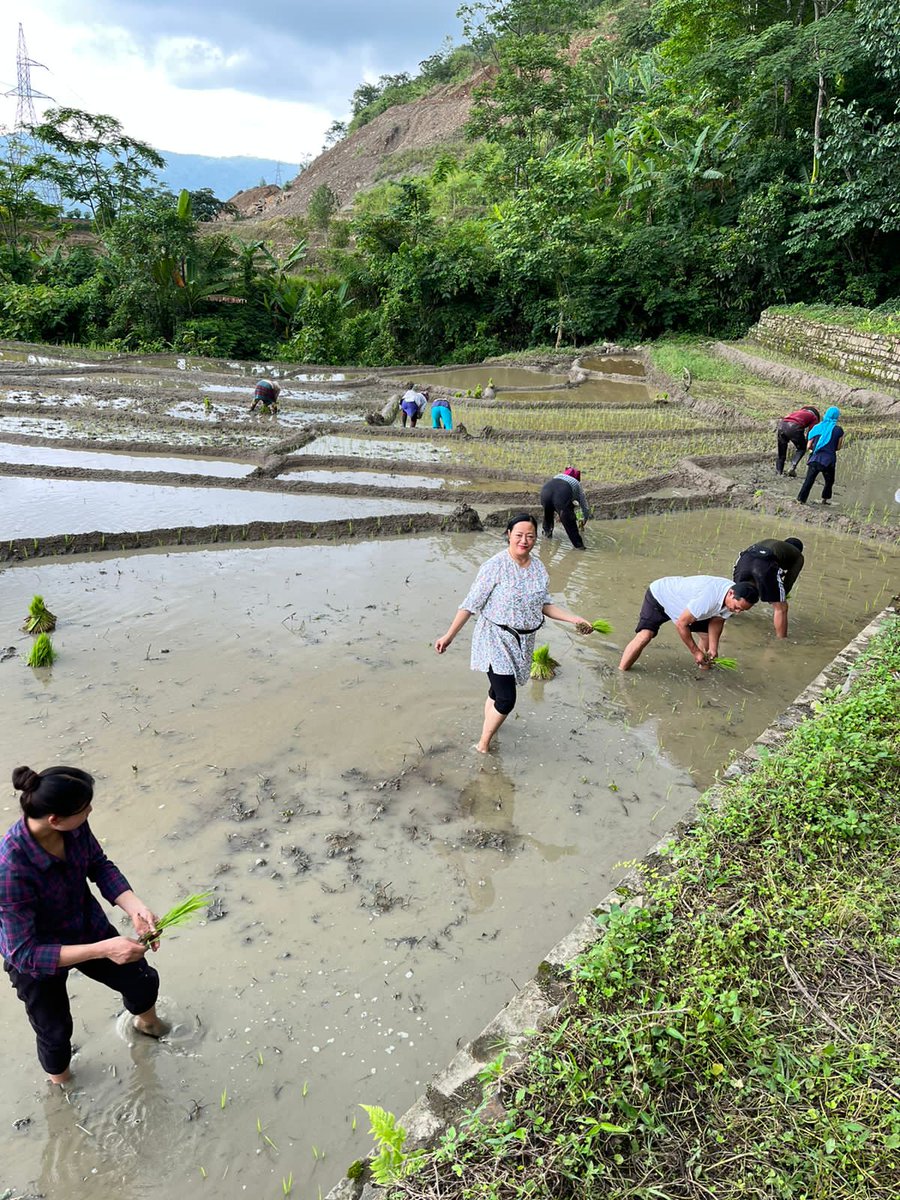 k_salhoutuonuo's tweet photo. Went for rice plantation in my terrace field at #Peducha today. Rice being the staple food of the state, rice plantations for the Nagas is a cultural heritage and a timeless legacy that goes beyond simple agricultural practices. An exhilarating day far from the hustle &amp; bustle. https://t.co/xiAWQpdSb6