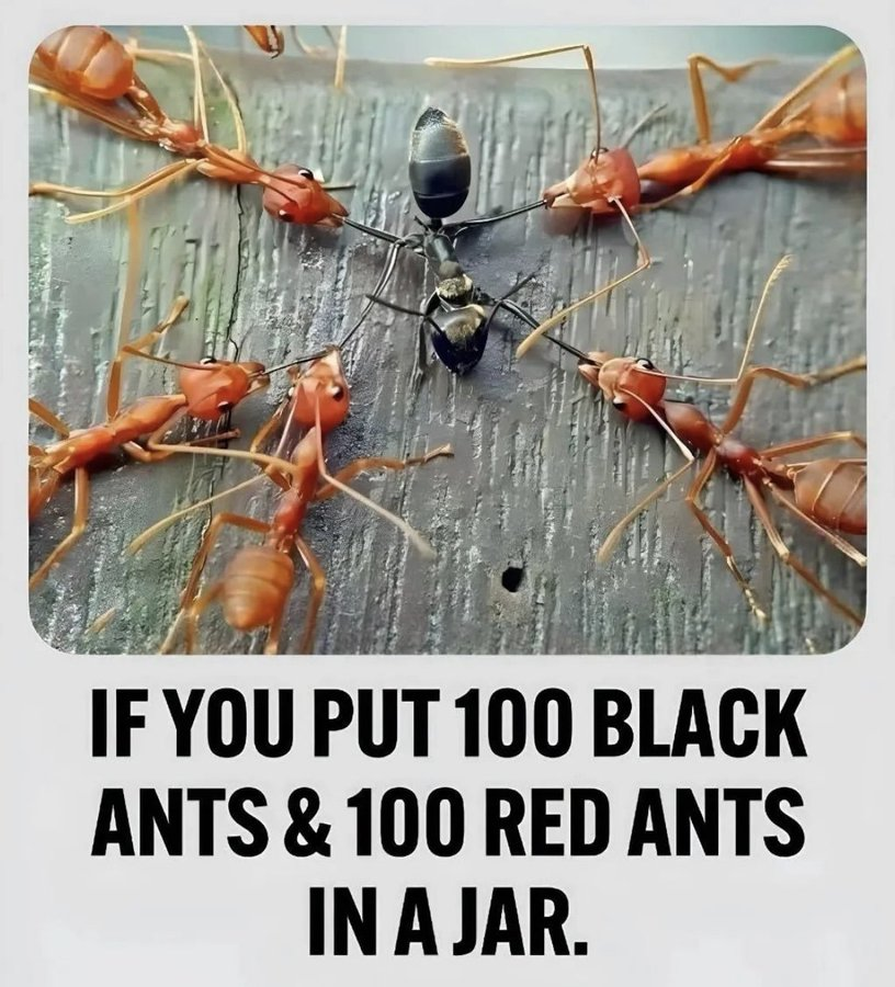 If You Put 100 Black Ants And 100 Red Ants In A Jar...