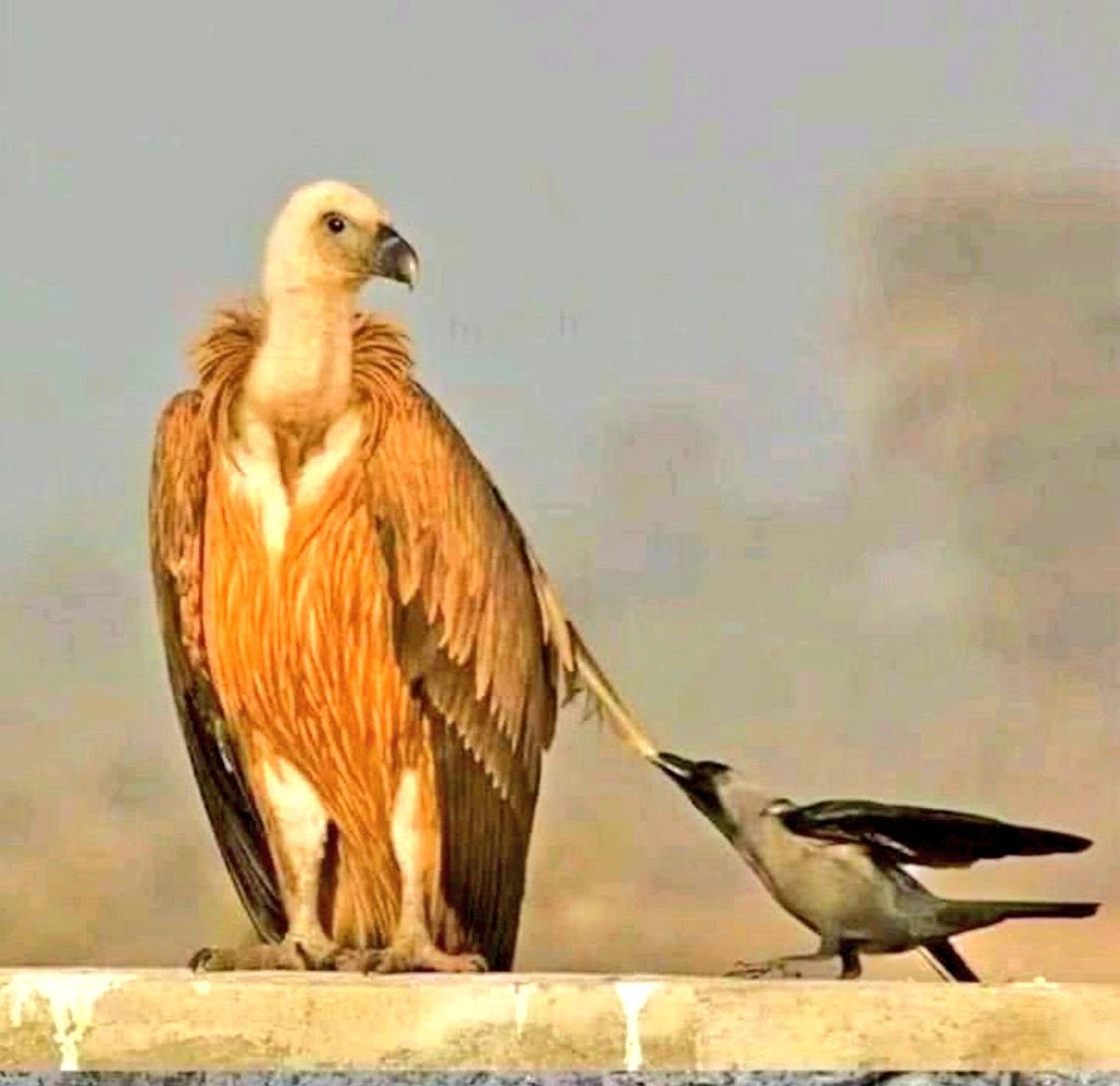 '
' هُناكَ مَن لا يليقُ أنْ يكونَ 
بينكَ وبينَهم أي شيء ، حتّى 
الخُصومة .. فلا يَستفزوك ' .
.
#بوح_الصورة