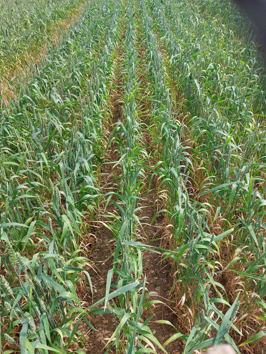 organicwalnes's tweet photo. Organic mulika wheat today. Early Feb sown. System chameleon drilled https://t.co/HW08AGGH1f
