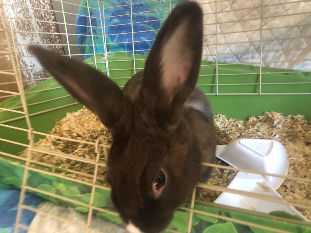 Twinkie is a young Dutch from #FairOaks, CA. petfinder.com/petdetail/5837…