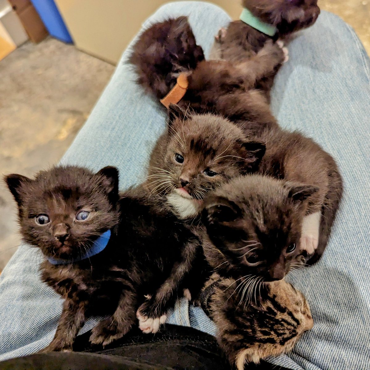 redhatbob's tweet photo. @adamhjk I love cats, too! https://t.co/lk1LKapUdt