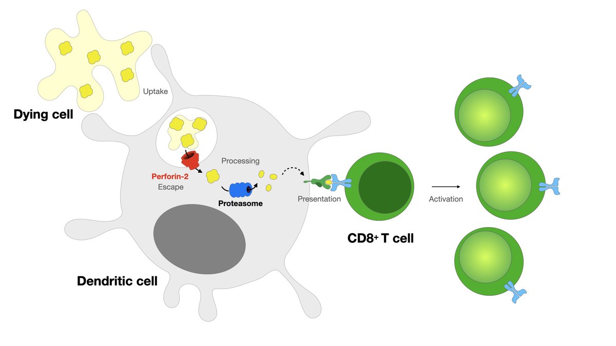 Our work on perforin-2, a pore-forming protein expressed by #DendriticCells to deliver antigens into the cytosol during #CrossPresentation is now out in @ScienceMagazine science.org/doi/10.1126/sc…… Huge amount of work from Pablo, in collaboration with @laub_marco & @Pati_Krawczyk