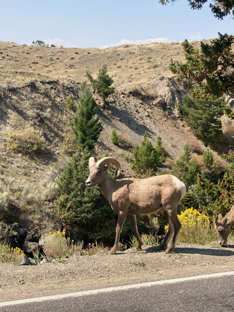 silvergate_MT's tweet photo. ... What a Beauty!!! Cheers... To Yet Another Great Weeks End!!! #bighornsheep #silvergatemontana #silvergatelodging #silvergateguides #bookyourguide #bookyourstay #connectwithnature #wildlife #wildlifephotography #nature #naturephotography #relax #unwind #experience #realmagic https://t.co/zma3c3amPd