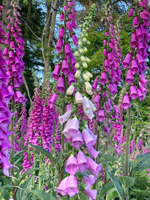 Bonny foxgloves at nts.org.uk/visit/places/p…… Aberdeenshire, Scotland.