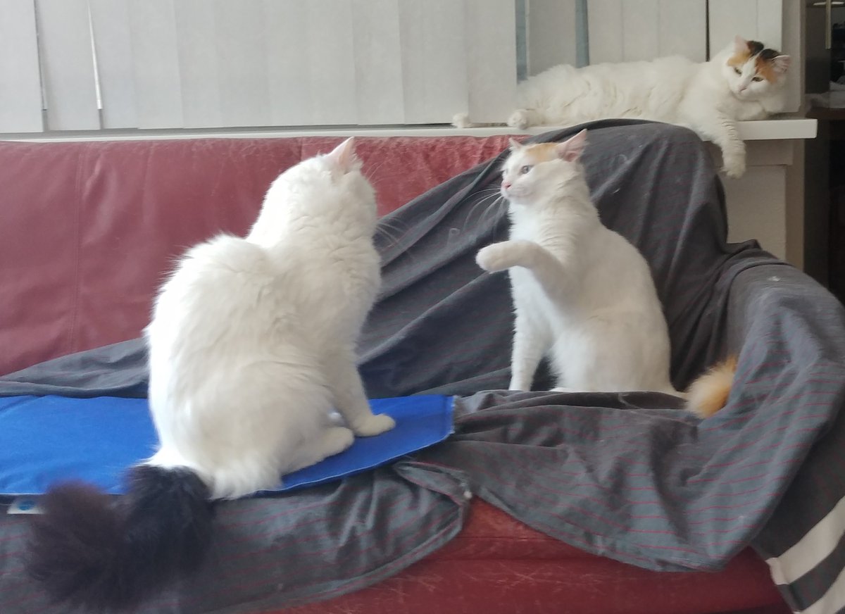 Orontes challenges his father Safir, mother Tulpan watches.
#TurkishVanCats #CalicoCrew #CatsOfTwitter