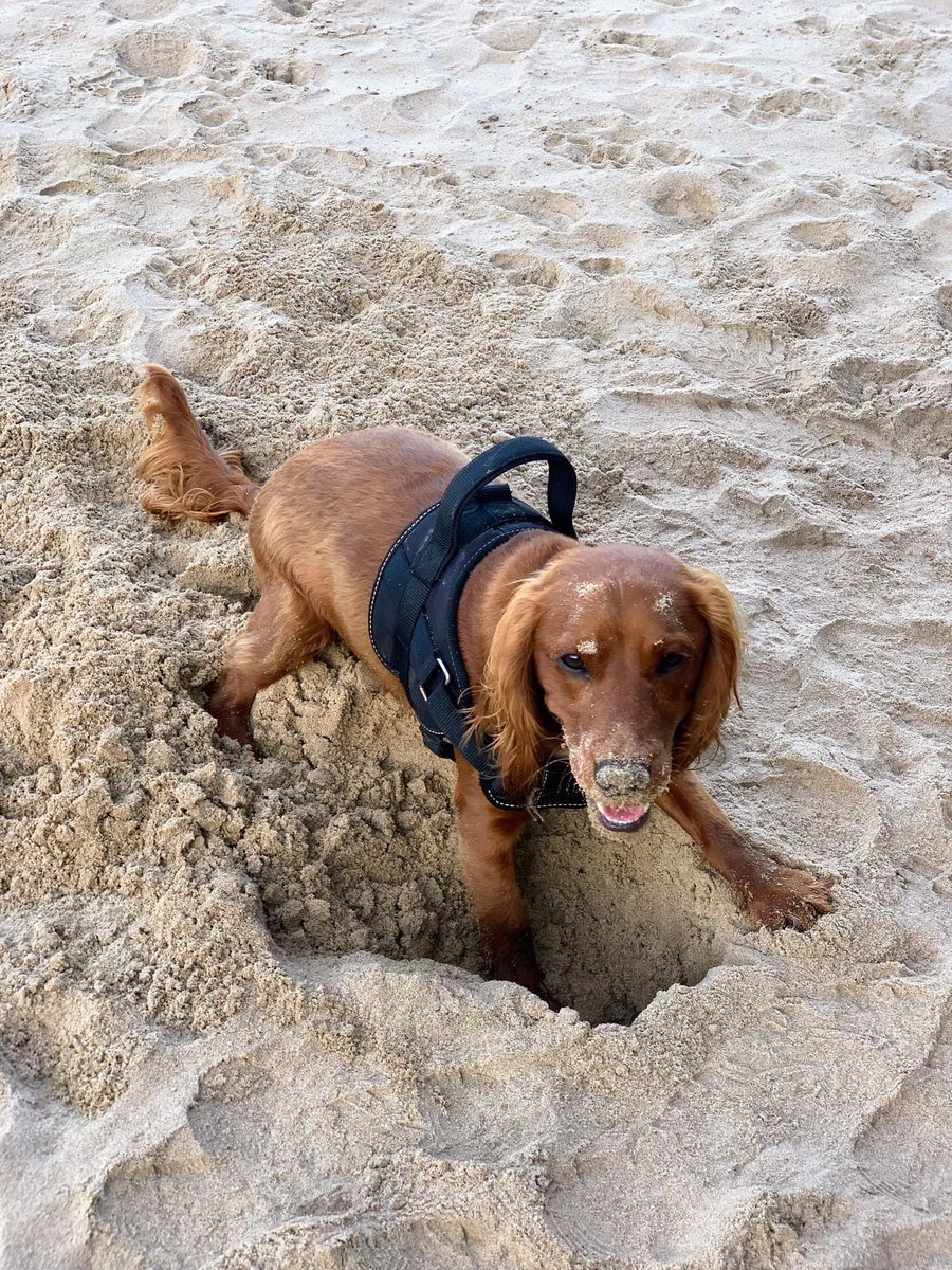 spgalea's tweet photo. 📸 About last night…
Beautiful post-work coastal walk from Brandy Cove to Pwlldu Bay/Beach #Gower #Wales #Cymru with my #DigbyDog🐶 😍 ❤️
#MyMagicalMotherLand🏴
@RamblersCymru🥾
@WalesCoastPath🌊 https://t.co/04vsVsu9Ho