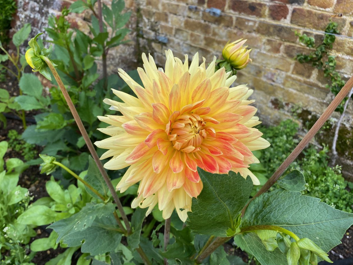 Ham House tweet media