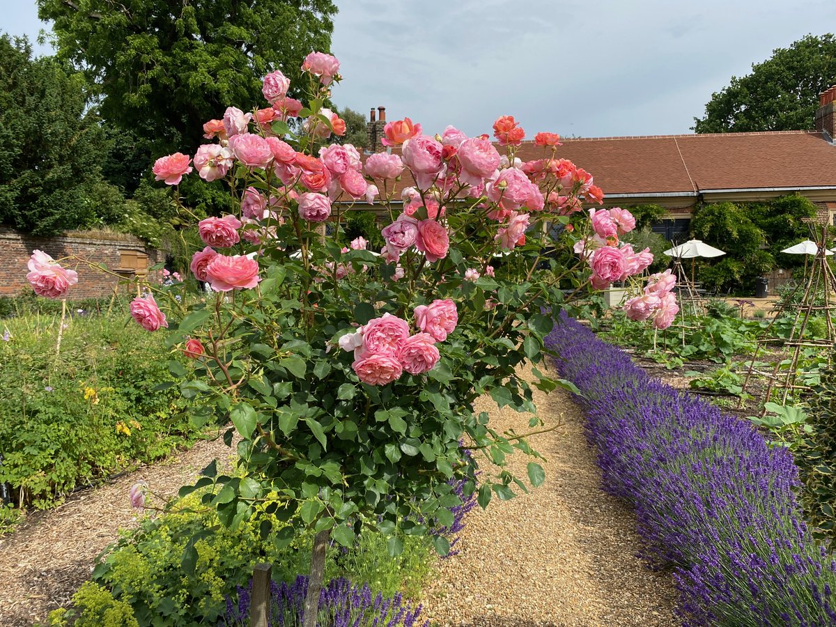 Ham's Kitchen Garden is so gorgeous right now, with its palette of pink, peach, orange & lavender colours😍 Such a relaxing vibe-food for the soul. #summer #garden #gardens #flowers #roses #lavender #VisitRichmond #rhspartnergarden #rhspartnergardens @southeastNT @NTlovesLondon