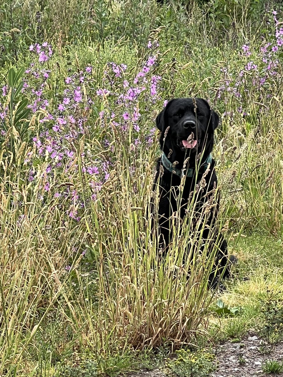 Butler Landscapes tweet media