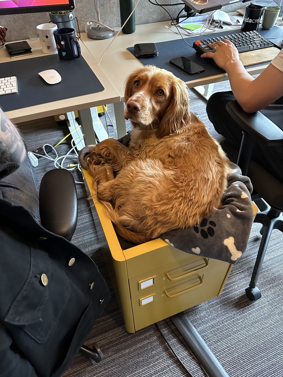 Happy Take your Dog to Work Day from Vida’s resident dogs, Bentley and Cooper!

#takeyourdogtoworkday