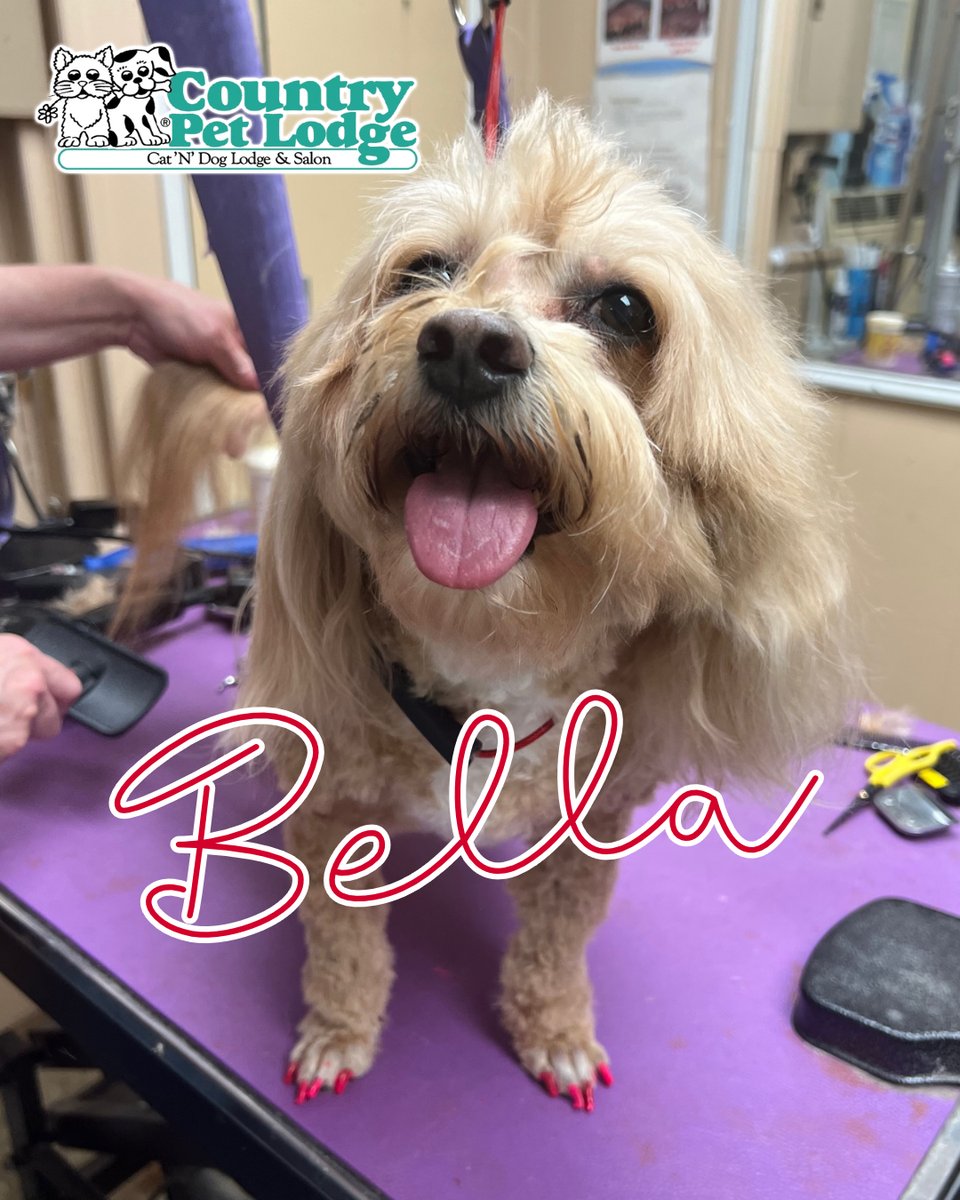 Introducing Bella, the fabulous 6-year-old female Maltipoo, flaunting her fresh pink manicure! 💅🐶 She's all about style and pawsitivity! ✨🎀  #Bella #PawlishedPerfection #DoggyNailsOnFleek #FabulousFurryFashion #ManicureGoals #PrettyInPink #PawsitivelyAdorable 🐾💖