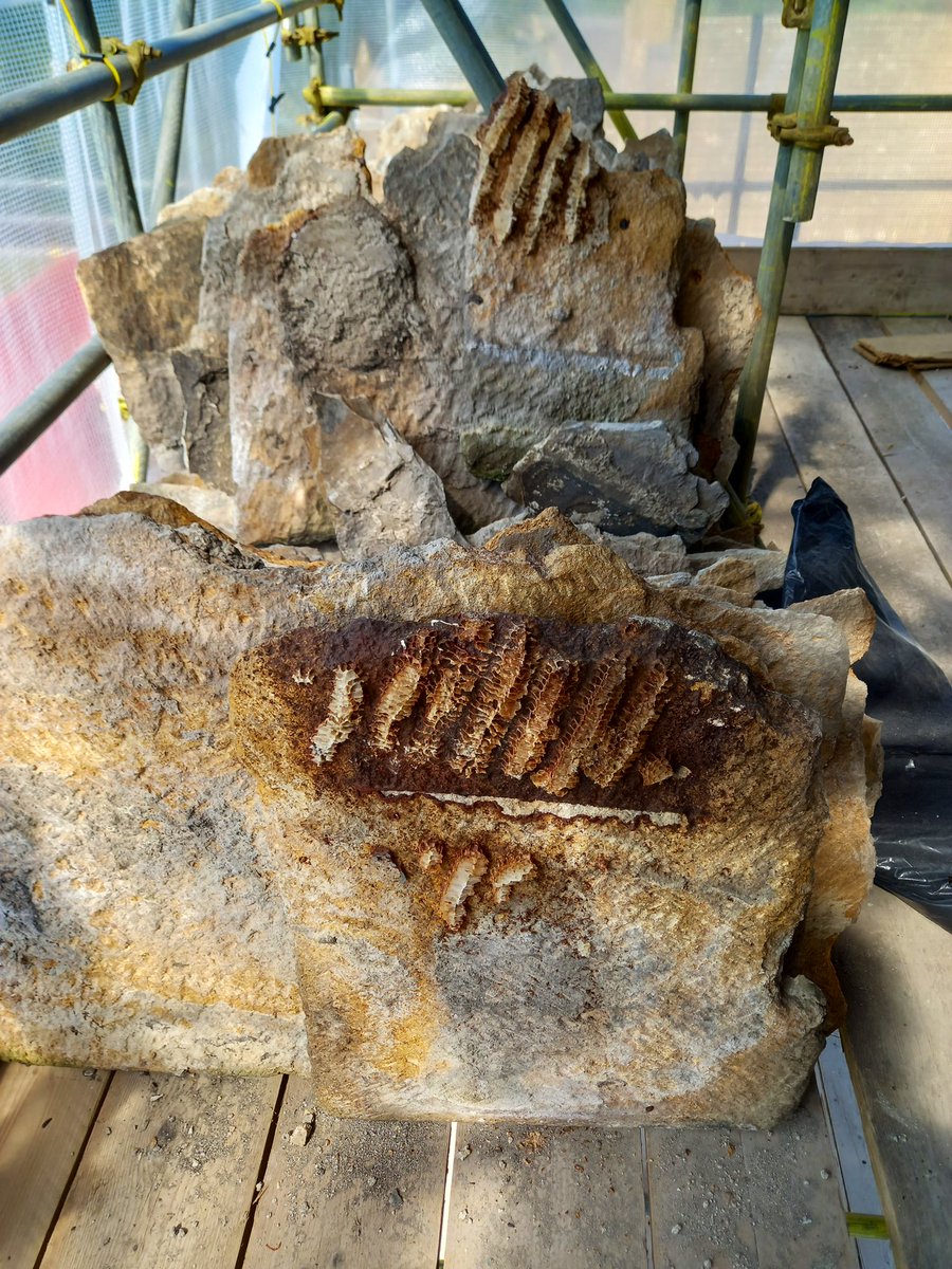 When nature makes the most of building fabric: a calcified bee hive on a stone slate.
I wonder how old it may be!