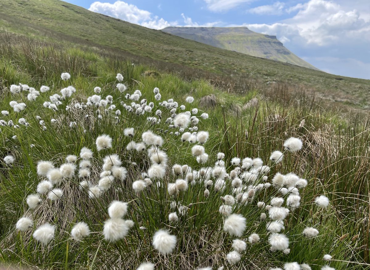 Cotton grass on the lower slopes of Ingleborough #YorkshireDales