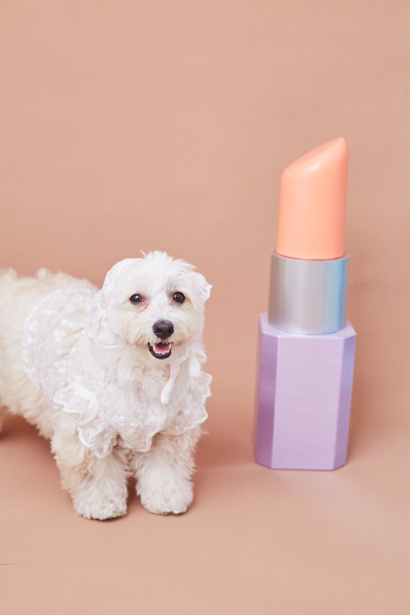 ha_ha_hu_v's tweet photo. 7月からコスメセットが新登場💄
ご予約・お問い合わせはこちらからhttps://t.co/VUcnvBuyEU
#写真館 #犬スタジオ #dogphot #目黒 https://t.co/lwBlE95XuU