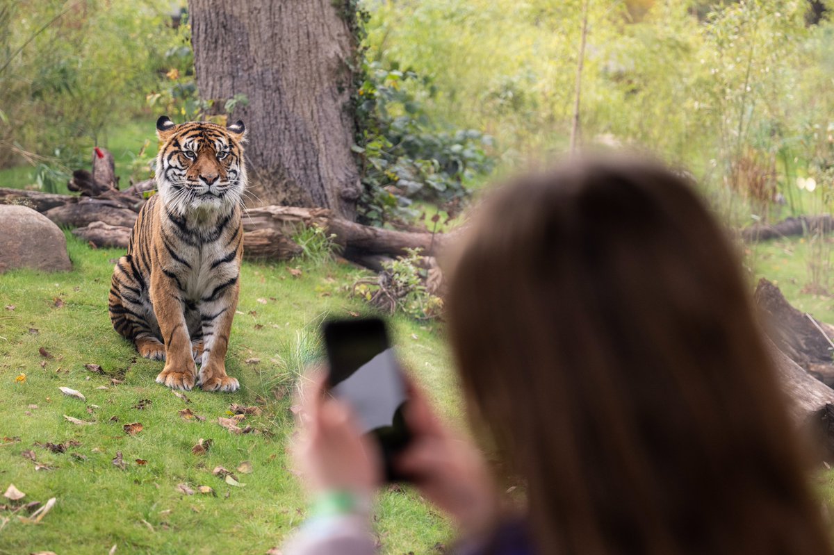 Looks like it's going to be another warm weekend! 🌞Come and have a WILD day out with us🐾

🦁 See incredible animals from the Safari Drive-through and in our walk-through areas!

🎠 Add on ride wristbands to your booking for even more thrills!

🎟️wmsp.co.uk

#WMSP