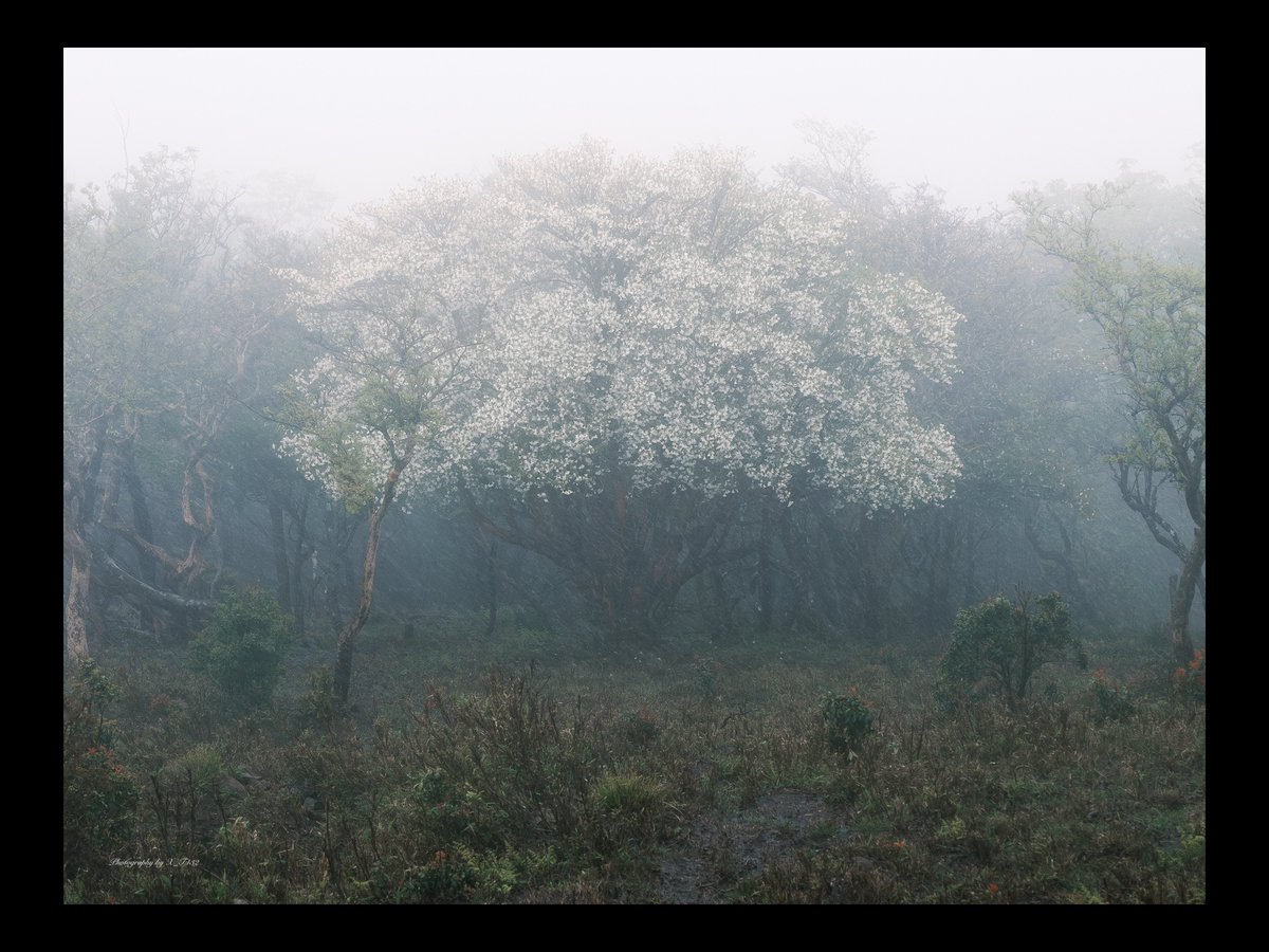 自然に感謝🌿

#FUJIFILM #GFX50R 
#2023年自分が選ぶ今年上半期の4枚