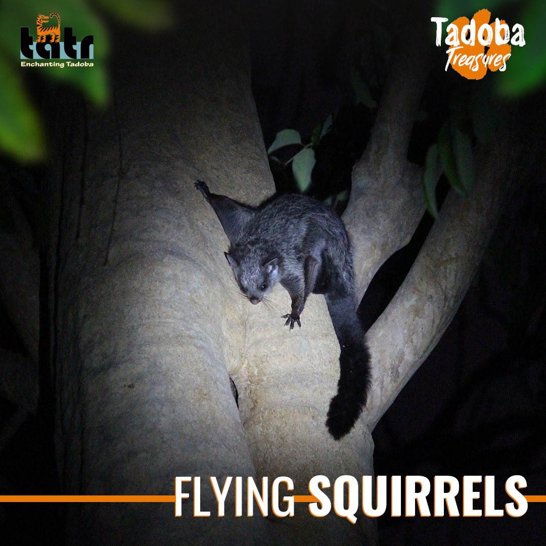 Embark on a mesmerizing journey at #TadobaAndhariTigerReserve & witness the enchanting flying squirrels in their natural habitat. Marvel at their graceful night-time acrobatics in a thriving ecosystem. #TadobaTreasures #NatureReserve #Wildlife #FlyingSquirrels #NatureEncounters