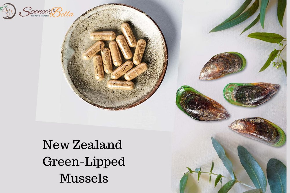 Choosing the Best Green-Lipped Mussel Products
spencerbella.com/mussels/best-g…

#PickyPetsDeserveTheBest
#QualityOverCompromise
#HealthyPetsHappyHearts
#SustainableSupplementsForPets
#ChooseWiselyForFurryFriends
#TrustworthyBrands