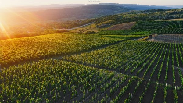 BeverageNL tweet media