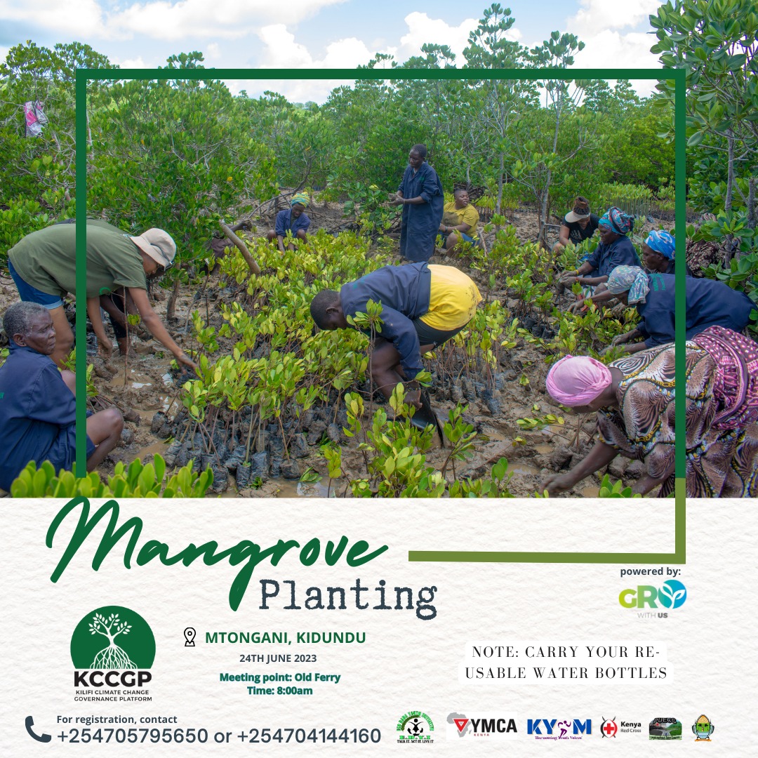 Join our continued initiative for a greener future. Together, we can protect coastlines, nurture marine life, and combat climate change. Get involved in #MangroveRestoration and be part of the solution for a sustainable planet
#kilificounty#mangroveforest @KCCGP_ @KilifiCountyGov