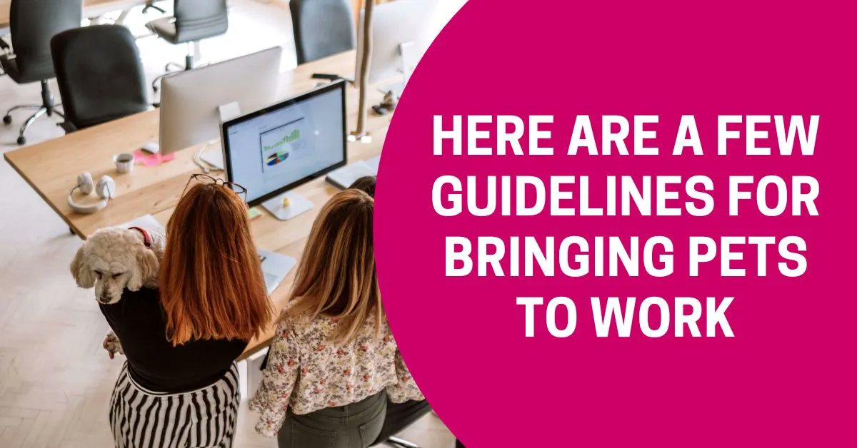 Guardian_Info's tweet photo. Happy #TakeYourDogtoWorkDay! 🐾

Here are a few rules to put in place for future opportunities to bring pets into the office:
📌 Check Company Policy
📌 Pet-Friendly Spaces
📌 Consider Allergies and Fears
📌 Regular Breaks and Exercise
📌 Cleanliness and Hygiene https://t.co/UU830H3fME