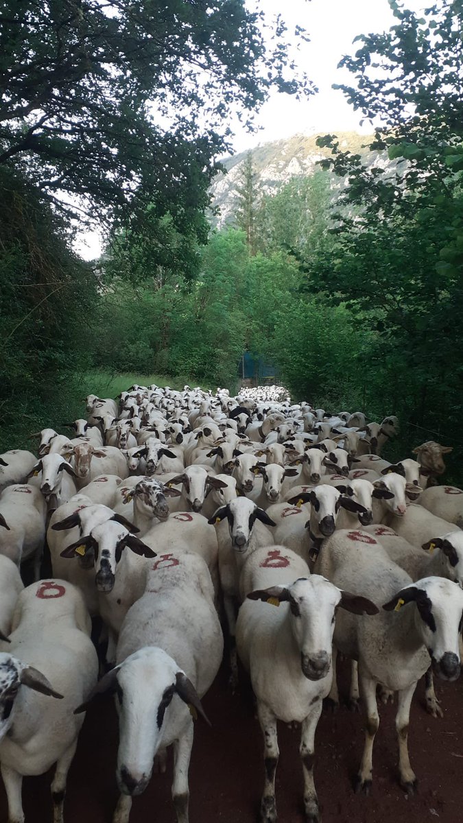 cecibarruera's tweet photo. Transhumància de casa pubill d’Areny puyen a passar l’estiu a la Montanya de Barruera! Que per molts anys ho puguem veure 😉
@ValldeBoi
#tradicions #transhumancia #ovellesxisqueta #ovella #pirineu #pirineus #pirineos #montanya #barruera #estiu #casapubill #areny https://t.co/f8ZpoSvCTX