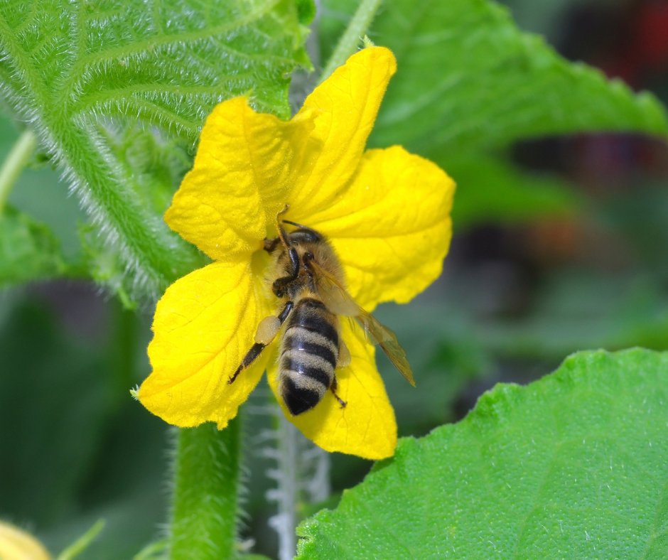 BeeMaidHoney's tweet image. Did you know that pollinators are responsible for one out of every three bites of food we eat? This National Pollinators Week, let&apos;s give thanks for these hardworking creatures and do our part to protect them. 🌼🦋🐝🦇🌺