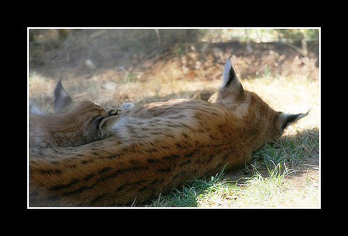 HourlyLynxes presents: