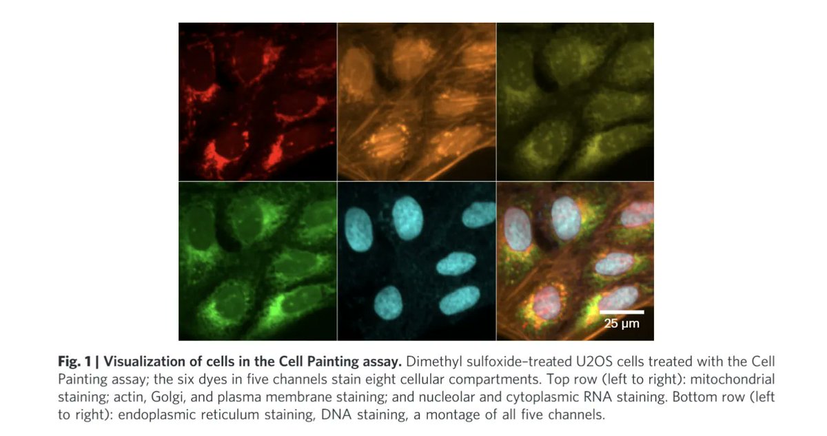 SBI2 (@sbi2_org) on Twitter photo Happy #fluorescencefriday! The latest and greatest on Cell Painting was just published in <a href="/NatureProtocols/">Nature Protocols</a>. Bonus - you'll get to hear this and way more at our special Cell Painting colloquium at the 10th Annual SBI2 meeting this fall!
Read-only link: buff.ly/3JudnVL Happy #fluorescencefriday! The latest and greatest on Cell Painting was just published in <a href="/NatureProtocols/">Nature Protocols</a>. Bonus - you'll get to hear this and way more at our special Cell Painting colloquium at the 10th Annual SBI2 meeting this fall!
Read-only link: buff.ly/3JudnVL