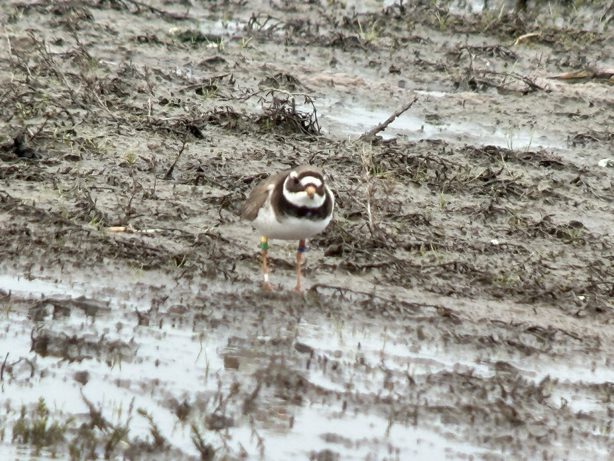 JoshFusiara's tweet image. A truly crazy record! On 18/05/2023 I had this CR Ringed Plover @RSPBFrampton. Just received that it was ringed on 26/11/2018 on Bruce beach, Bubaque island, Bijagós archipelago off the coast of Guinea - Bissau, Africa! Before being sighted in Sweden in 2019 then this year in May