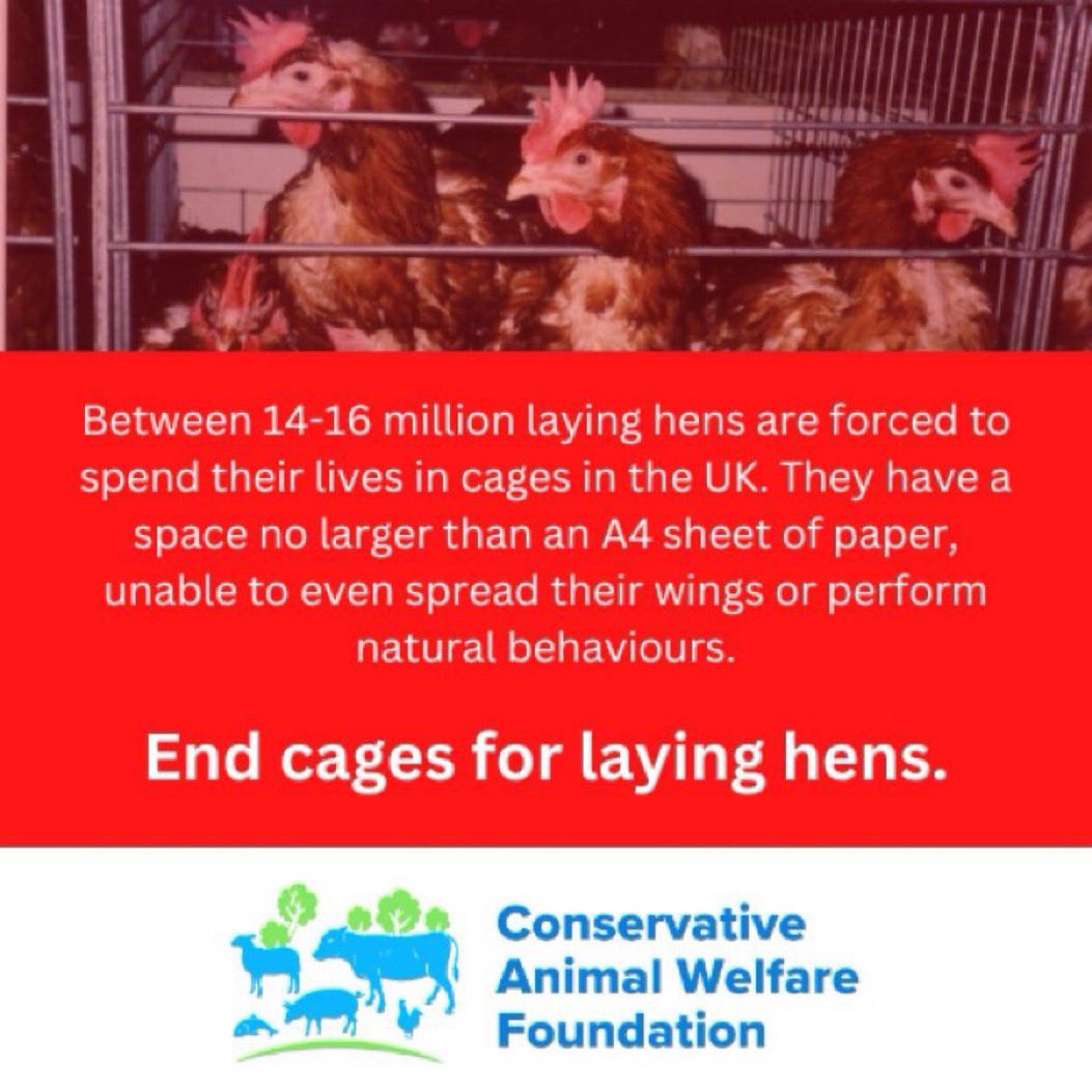 ConservativeAWF's tweet photo. Millions of laying hens spend their entire lives in metal cages on factory farms in the UK. We call on @DefraGovUK to release the consultation on the use of cages for laying hens #HelpBeatrice https://t.co/9vLUR9Ohys