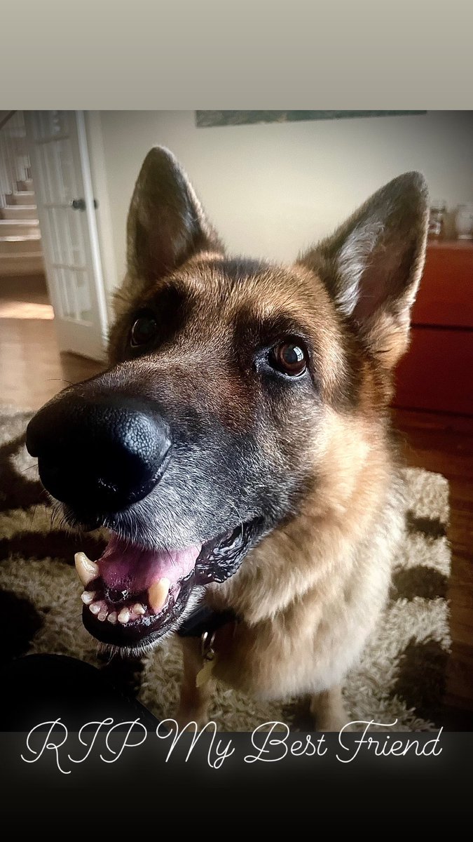 Elevareaerial's tweet photo. RIP Maximus ~ 11 years https://t.co/5TxJqftt2O