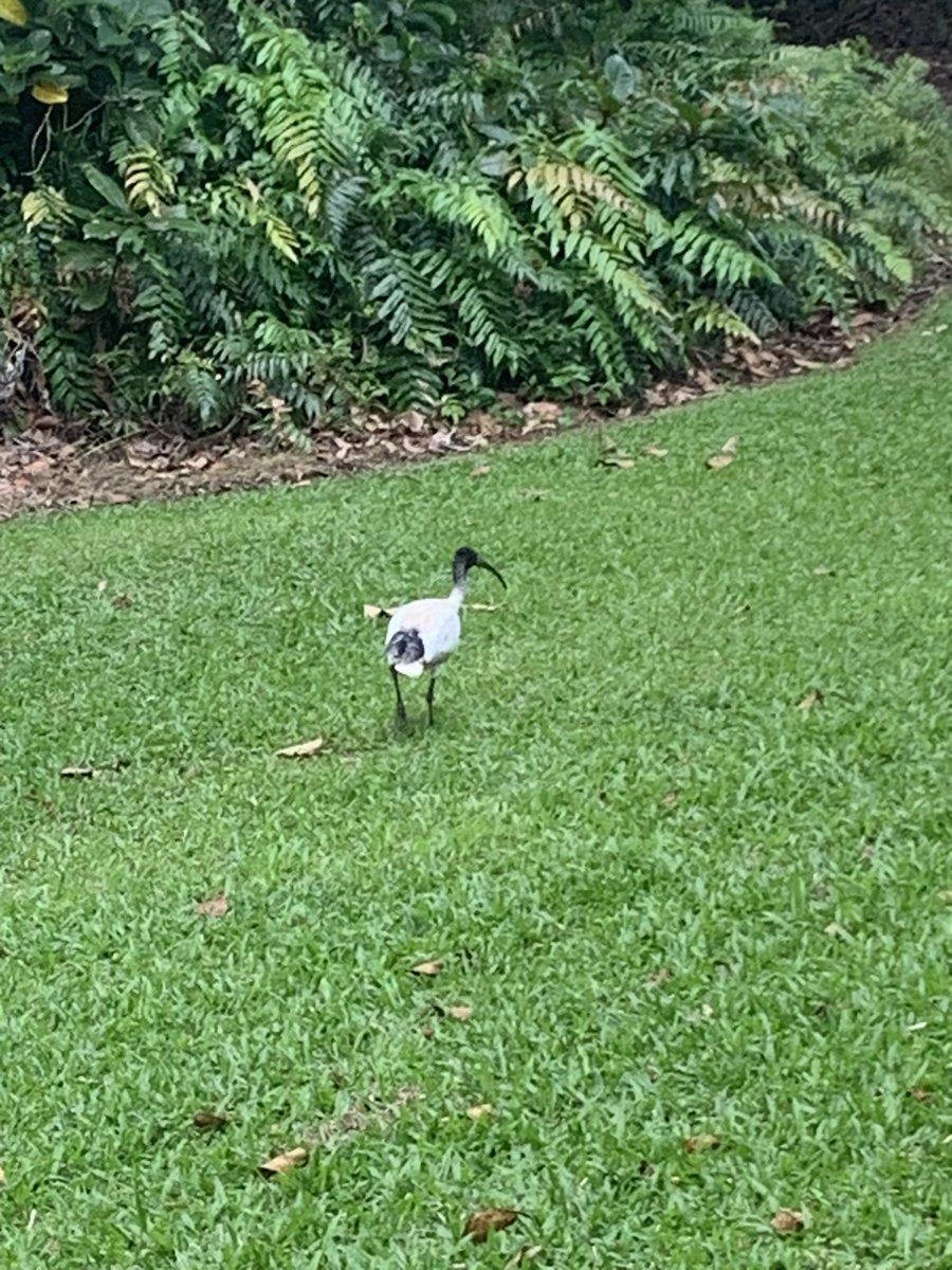 This bird, every time I saw it, gave me the urge to dig into LIGO data with that beak and pull out a CW signal. 
#IPTA2023