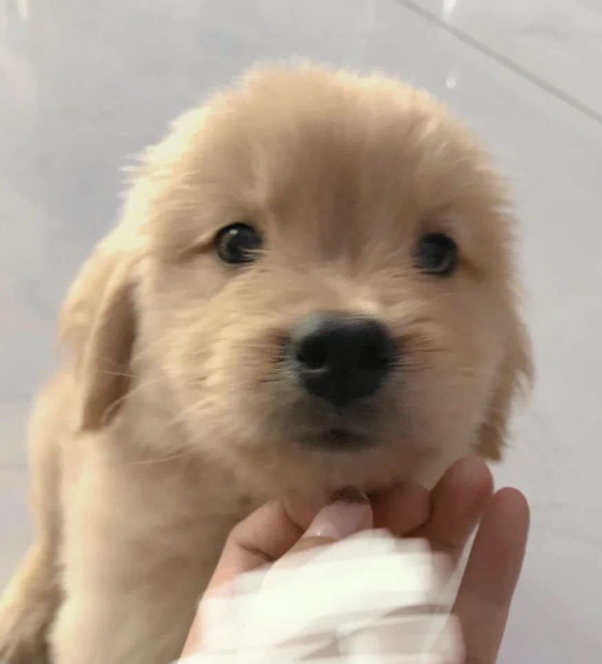 โกลเด้นเด็ก🐶🤲🏻