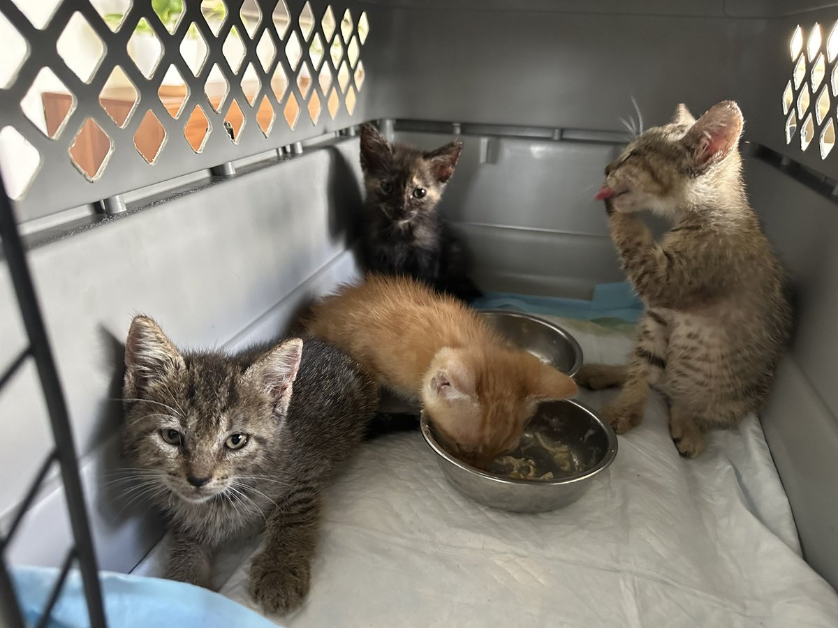 WilMochileando's tweet photo. ¡Buenos días! Están buscando hogar. Los daremos vacunados y esterilizados (sin costo). Si te interesa adoptar uno, nos puedes escribir a ayuda@mochileando.com. Porfa, agradecido si pueden compartir, necesitamos encontrarle hogar. 🫶🏽🥺 https://t.co/O2fpvs8y9M
