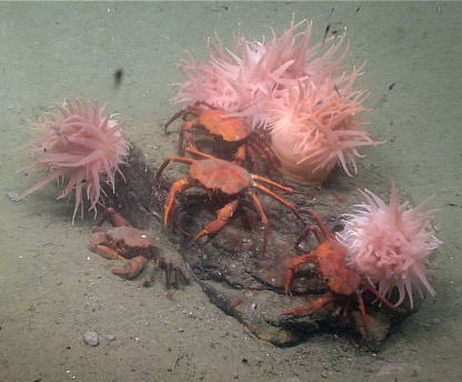 Sea anemones and crabs (Chaceon sp.) seen while diving in #HudsonCanyon during the 2021 ROV Shakedown Cruise. Image courtesy of @oceanexplorer. @sanctuaries @TheWCS @WCSocean @OurWaterfront @OurOcean