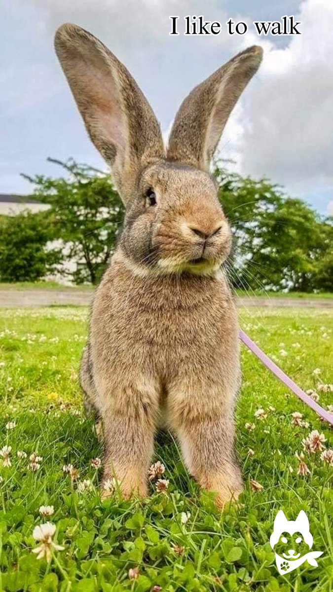 2bpaws's tweet image. 🐇 Fun Fact: Flemish Giants, a popular rabbit breed, have a longer lifespan compared to others! With proper care, they can live 5-8+ years or more! 🐰✨

Consider adopting a Flemish Giant for endless cuddles and companionship. 🥕

#FunFact #FlemishGiants #LongLifespan #AdoptAPet