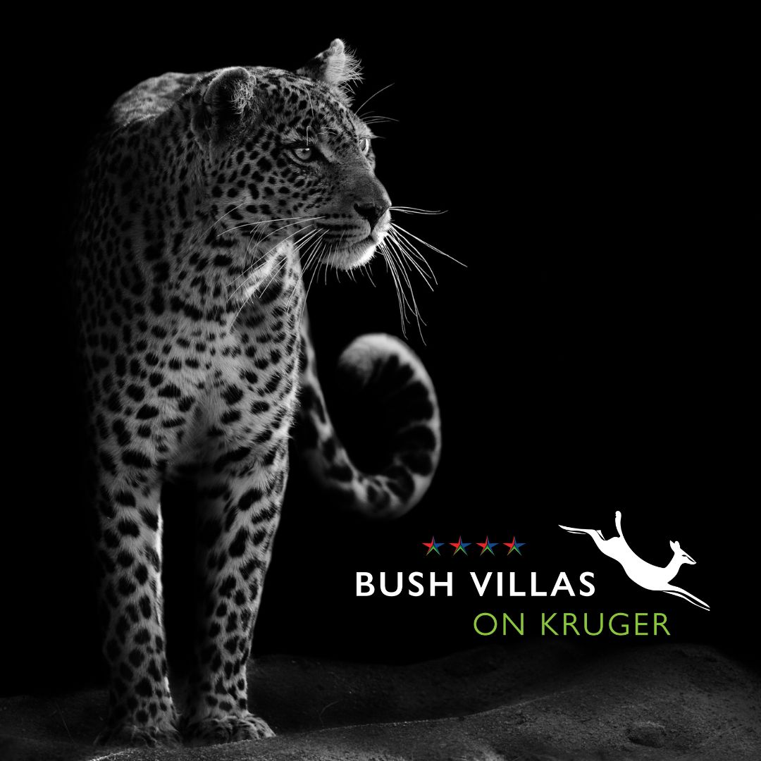 Don't forget to book a night drive in Kruger National Park during your next stay at Bush Villas on Kruger! 
#leopard #nature #wildlifephotography #adventure #travel #safari #bushvillasonkruger #krugernationalpark #naturelovers #wildlife