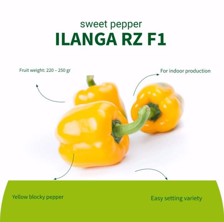 Call us today at 0797673230 - Nairobi office or 0718645222 Eldoret office for inquiries and orders of these seeds.
#hollandgreentechkenya 
#ilangarzf1 
#pasarellarzf1 
#capsicumfarmers 
#qualityharvest
#rijkzwaanseeds
#sweetpepper