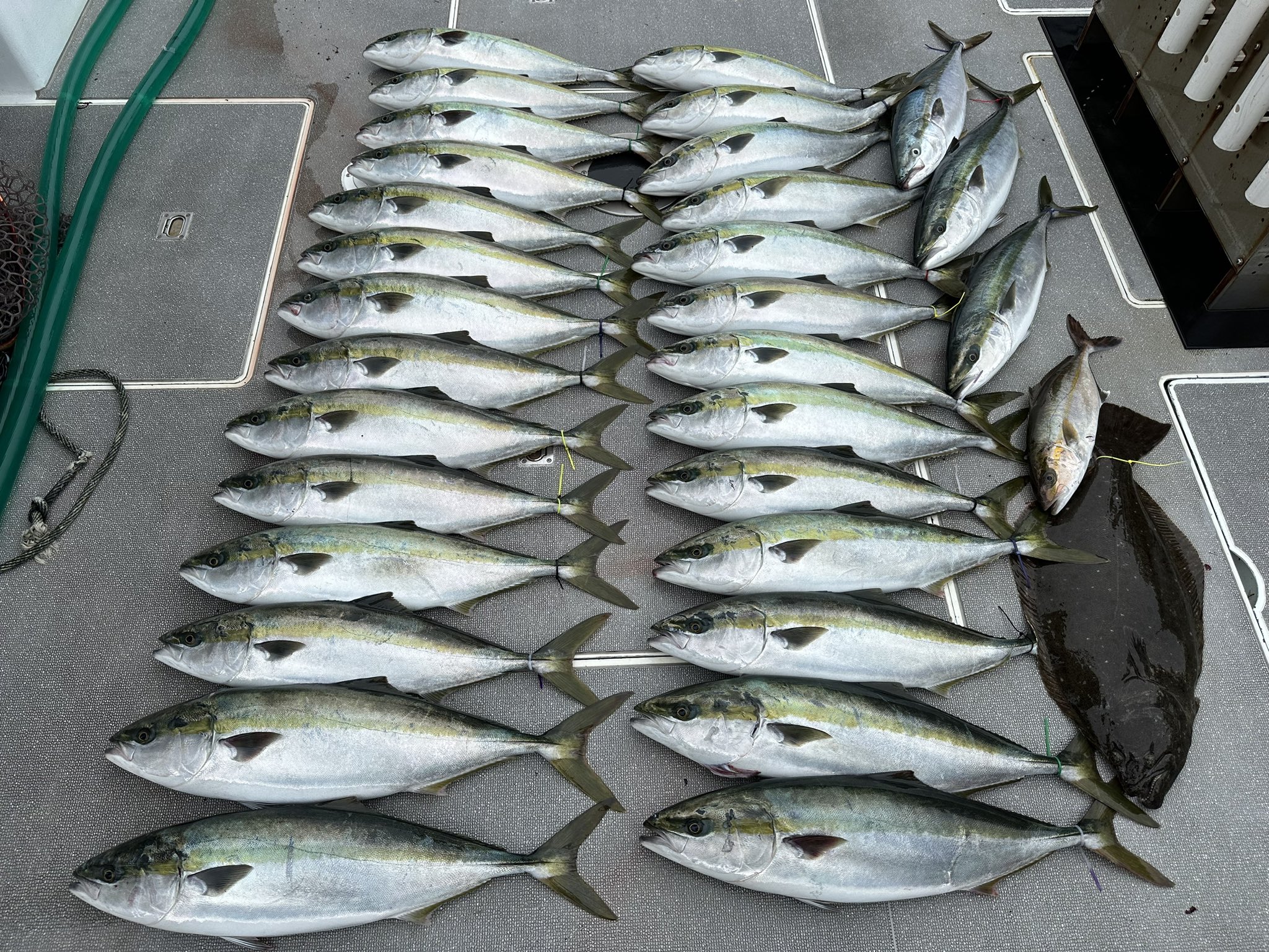 飼えなくなった海水魚の買取をお願いします。