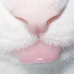 Photo by Animales Out of Context (@AnimalesContext)