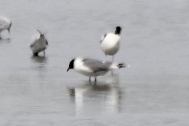 Mike O'Hanlon (@yellowshriker) on Twitter photo A Franklins Gull on the scrape at Holland Haven this morning. Thanks to <a href="/RichardJeffree3/">Richard Jeffree</a> for the sighting. Heavy heat haze affecting photos <a href="/EssexBirdNews/">EBwS Bird News</a> <a href="/BirdingHaven/">holland haven birding</a> <a href="/RareBirdAlertUK/">RareBirdAlertUK</a> #birdwatching #birds #birding A Franklins Gull on the scrape at Holland Haven this morning. Thanks to <a href="/RichardJeffree3/">Richard Jeffree</a> for the sighting. Heavy heat haze affecting photos <a href="/EssexBirdNews/">EBwS Bird News</a> <a href="/BirdingHaven/">holland haven birding</a> <a href="/RareBirdAlertUK/">RareBirdAlertUK</a> #birdwatching #birds #birding