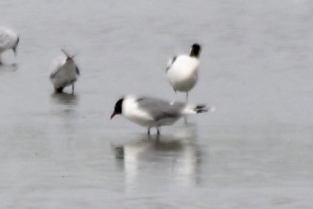 A Franklins Gull on the scrape at Holland Haven this morning. Thanks to @RichardJeffree3 for the sighting. Heavy heat haze affecting photos @EssexBirdNews @BirdingHaven @RareBirdAlertUK #birdwatching #birds #birding