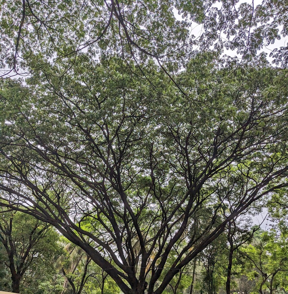Was stuck in blr traffic and I clicked a picture of left/right side from my cab

Only for that tree, apology accepted blr 🤝🏻