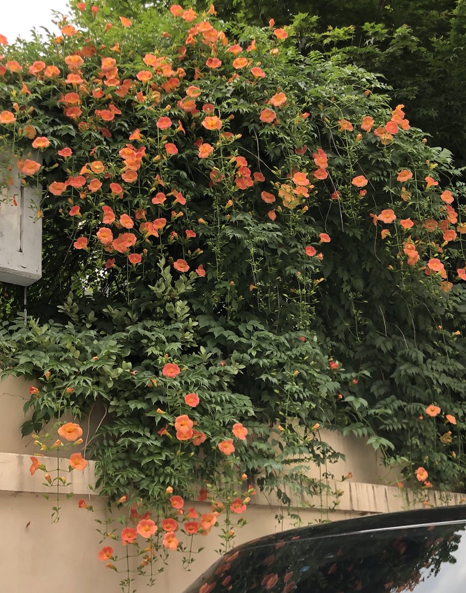 kyomanduza's tweet image. 능소화