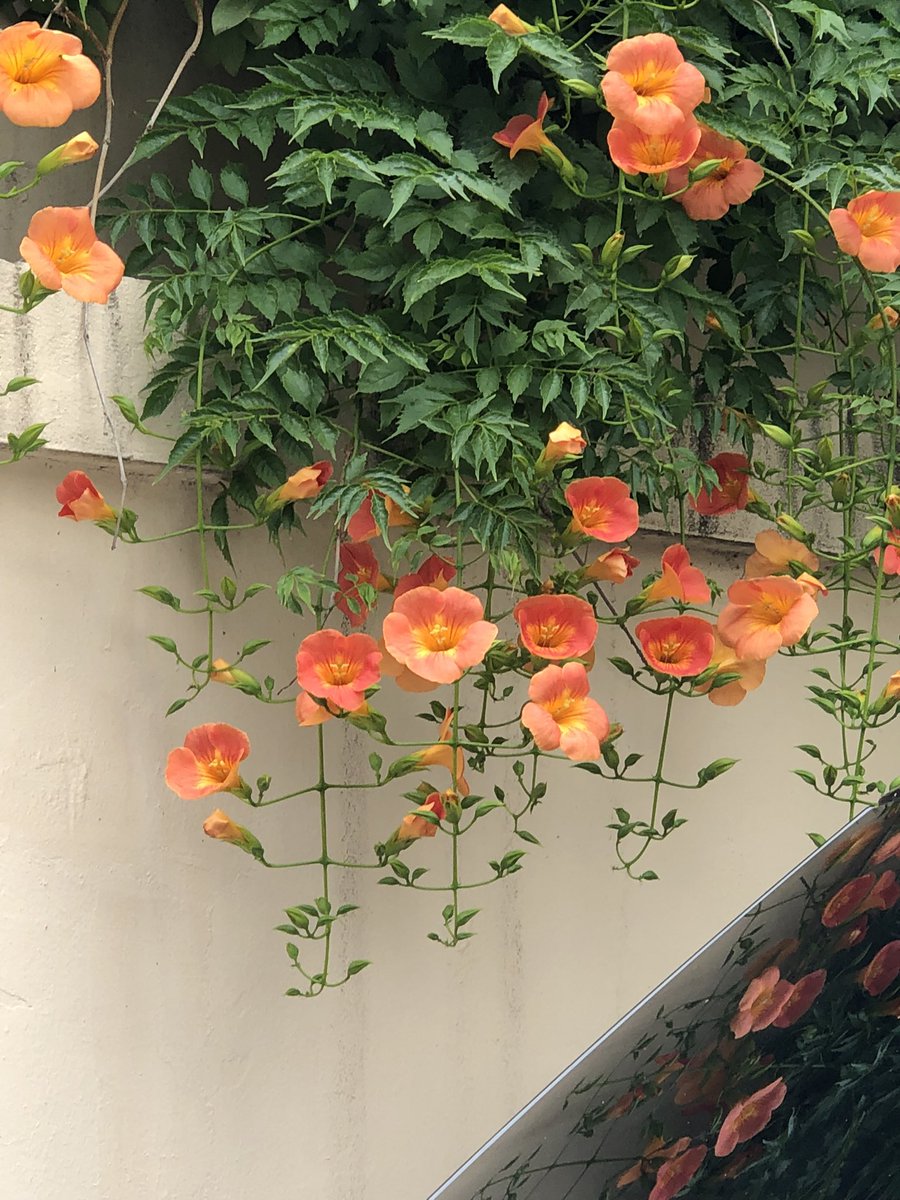 kyomanduza's tweet image. 능소화